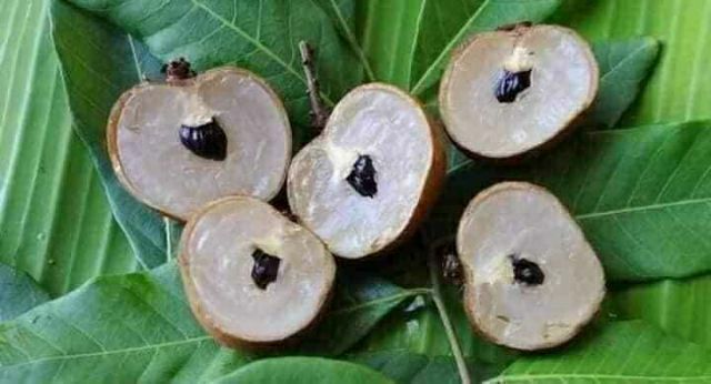Nhãn thạch kiệt... giống Nhãn hạt lép