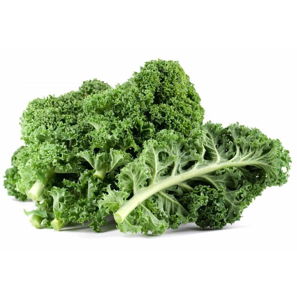 Hạt Giống Cải Xoăn Kale Trồng Quanh Năm, Năng Suất Cao Thu Hoạch Liên Tục
