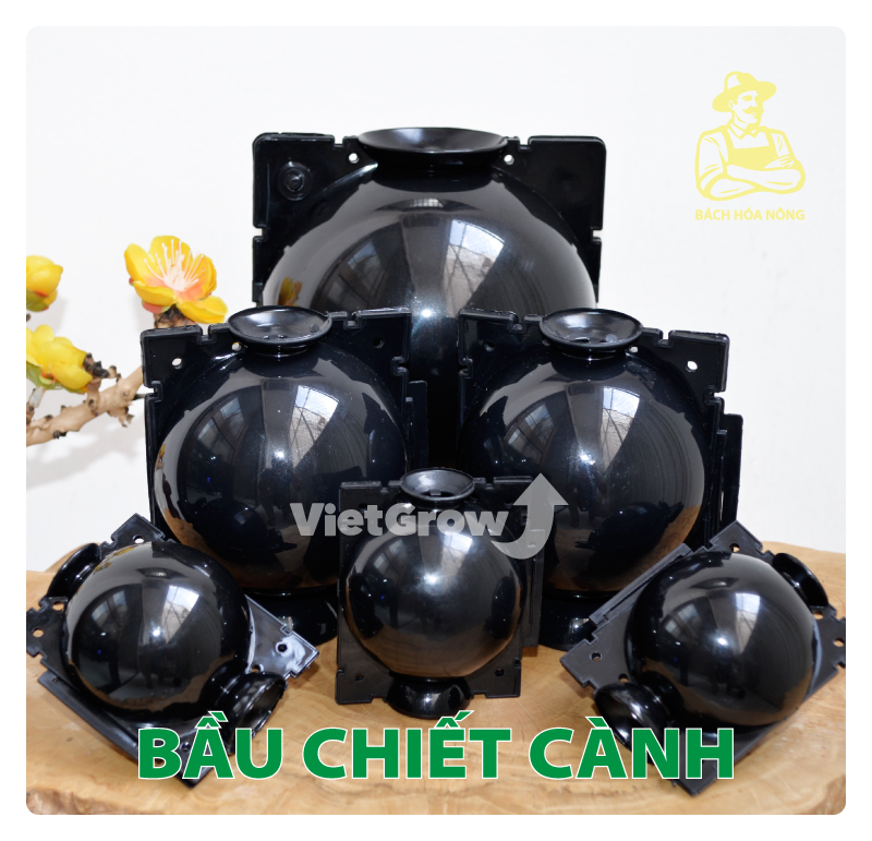 [HCM]Combo 8 Bầu chiết cành Croco - Size L (12cm), Màu Đen