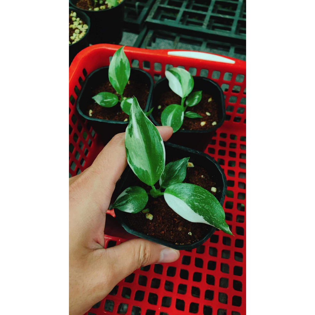 Philodendron White Wizard ✨ FREESHIP ✨ Trầu Bà Phù Thuỷ Trắng