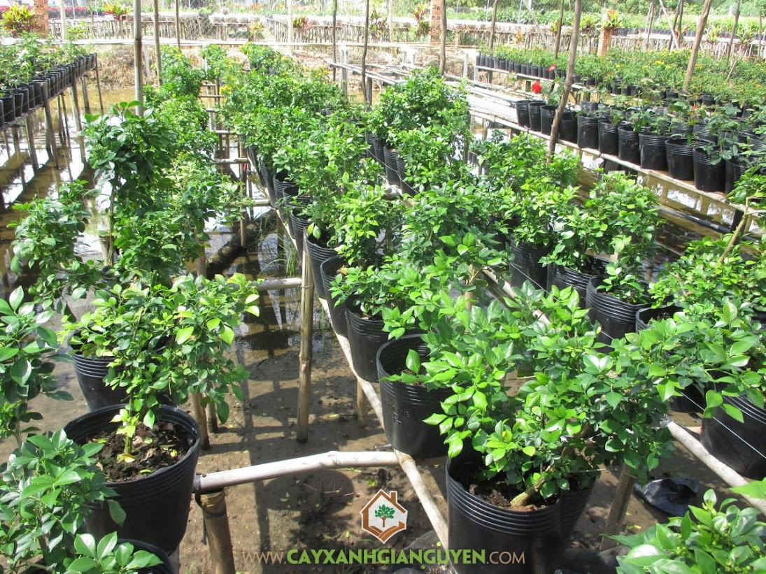 cây giống nghuyệt quế trắng thái