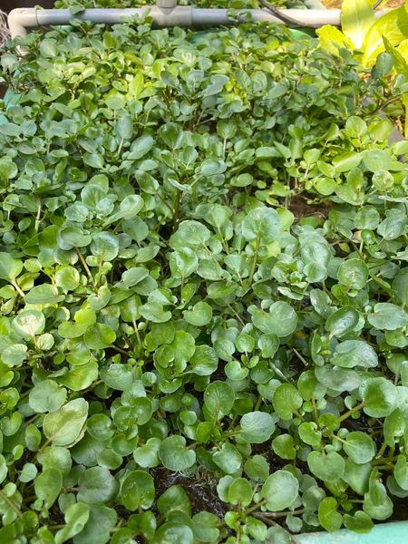 Hạt giống rau cải xoong 200 hạt