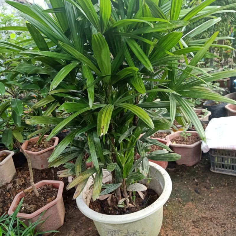 1 bụi trúc mây cây to đẹp