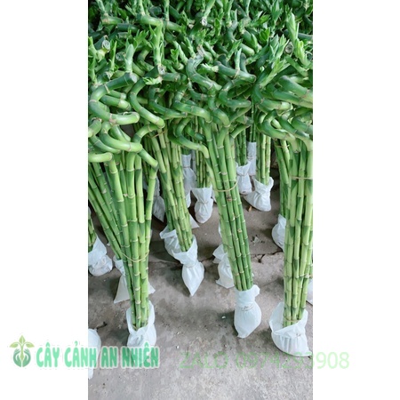 Phát Tài Xoắn 25k/Cây