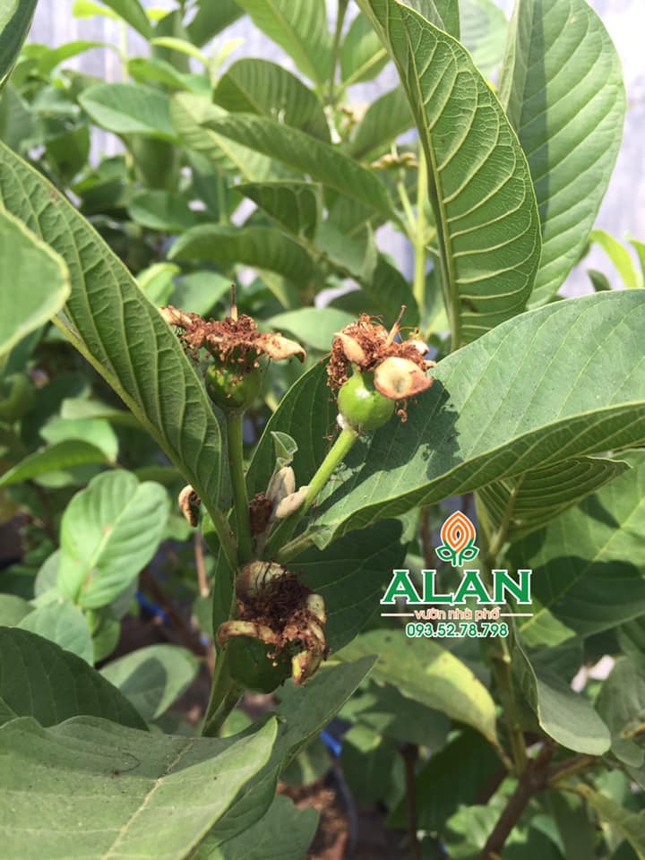 ỔI LÊ ĐÀI LOAN (nhánh đẹp)