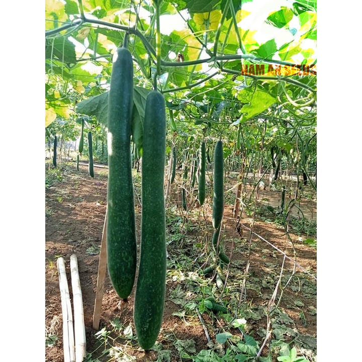 Hạt giống Bí đao xanh trái dài