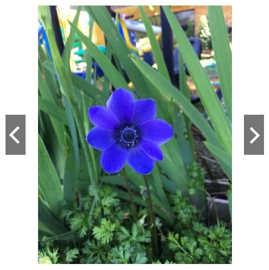 Củ Hoa Anemone hoa màu Xanh-Thu mẫu đơn - 1 củ