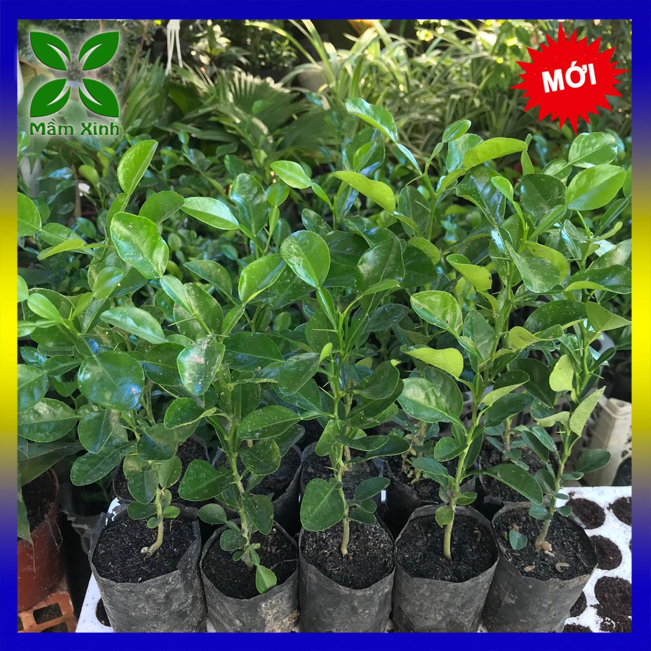 [Ảnh thật] [Combo 10 cây] Cây Chanh Thái, Cây Chúc An Giang