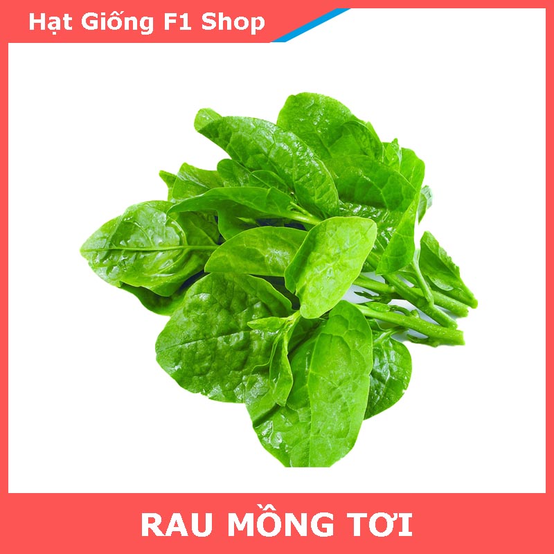 Hạt Giống Rau Mồng Tơi Lá Tròn To
