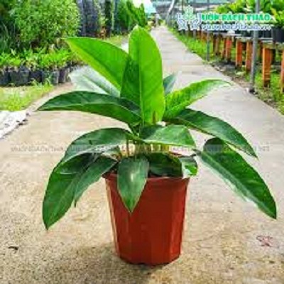 Cây trầu bà đế vương xanh