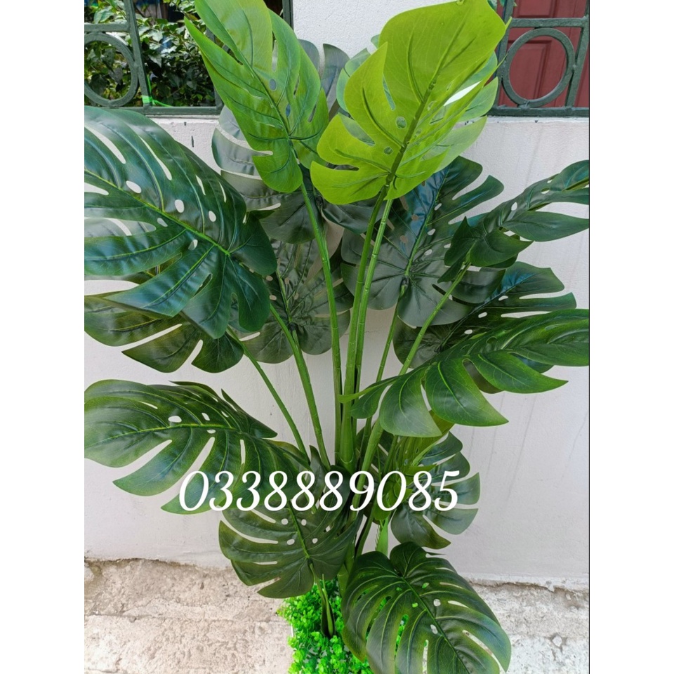 Cây trầu bà tay phật ( trầu bà lá xẻ) 1,3 và 1,9m -cây giả