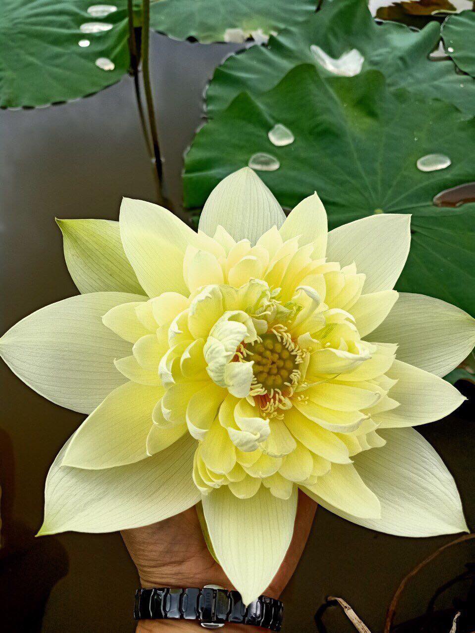 Củ Sen Thái Giống - Cho Hoa Sau 1 Tháng Trồng