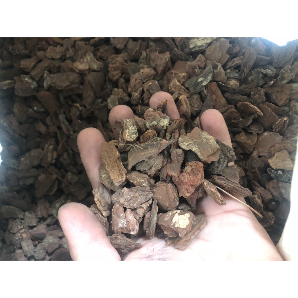 1kg vỏ thông xay hạt đỗ trồng lan