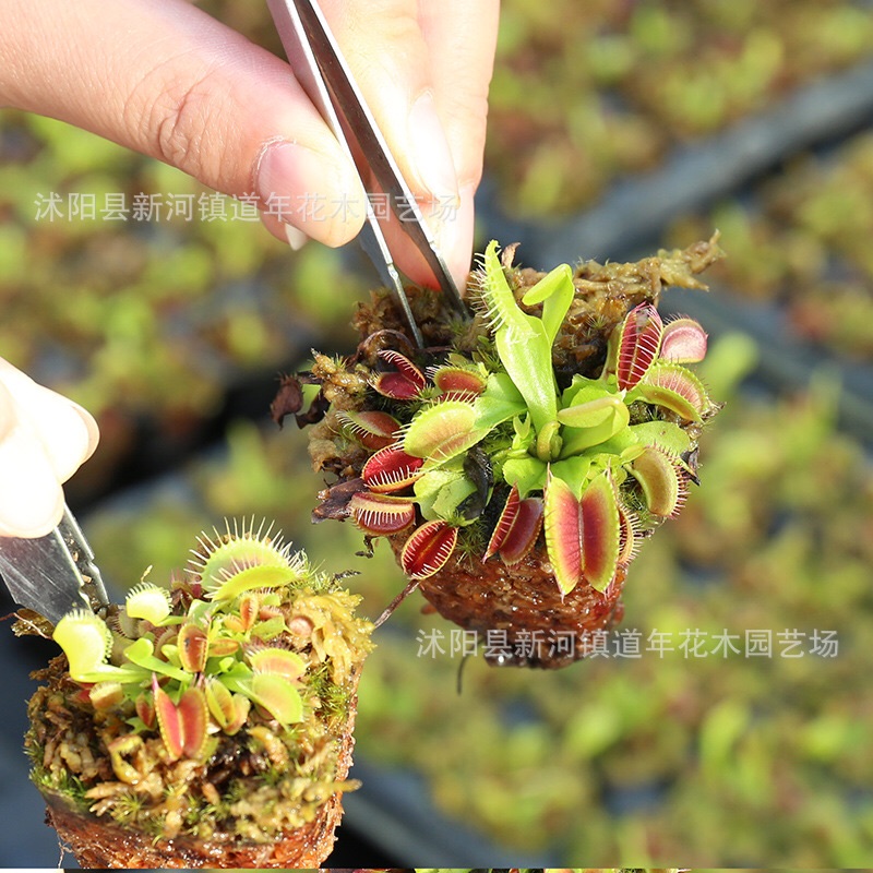 Cây ăn thịt venus flytrap