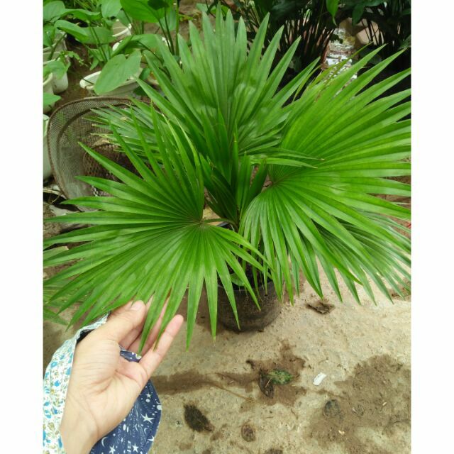 Cây cọ cảnh