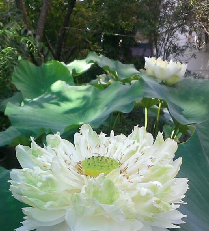 White Lotus Seeds (Pack of 5 Seeds)