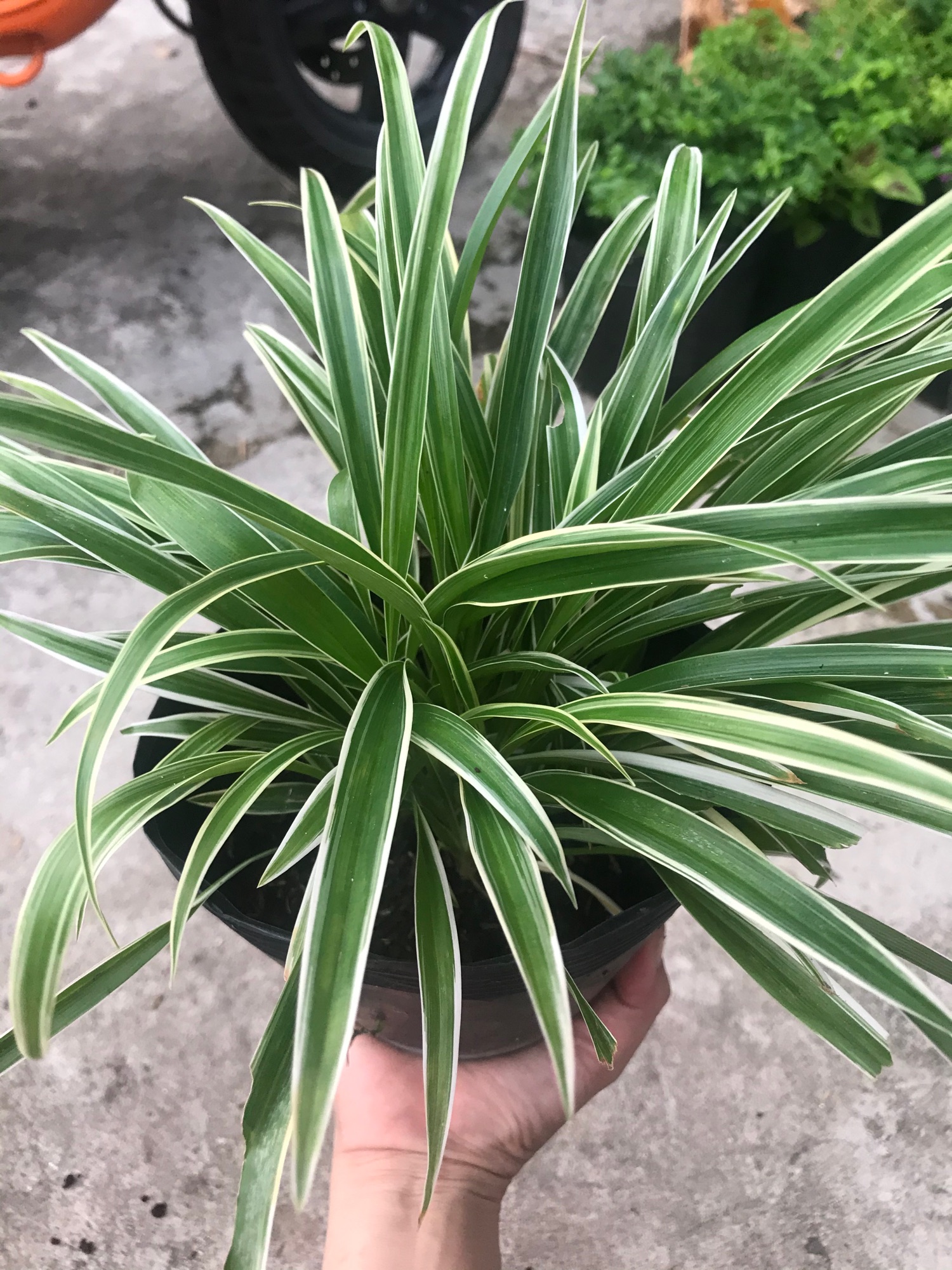 Cỏ lan chi + tặng phân bón cho cây khỏe
