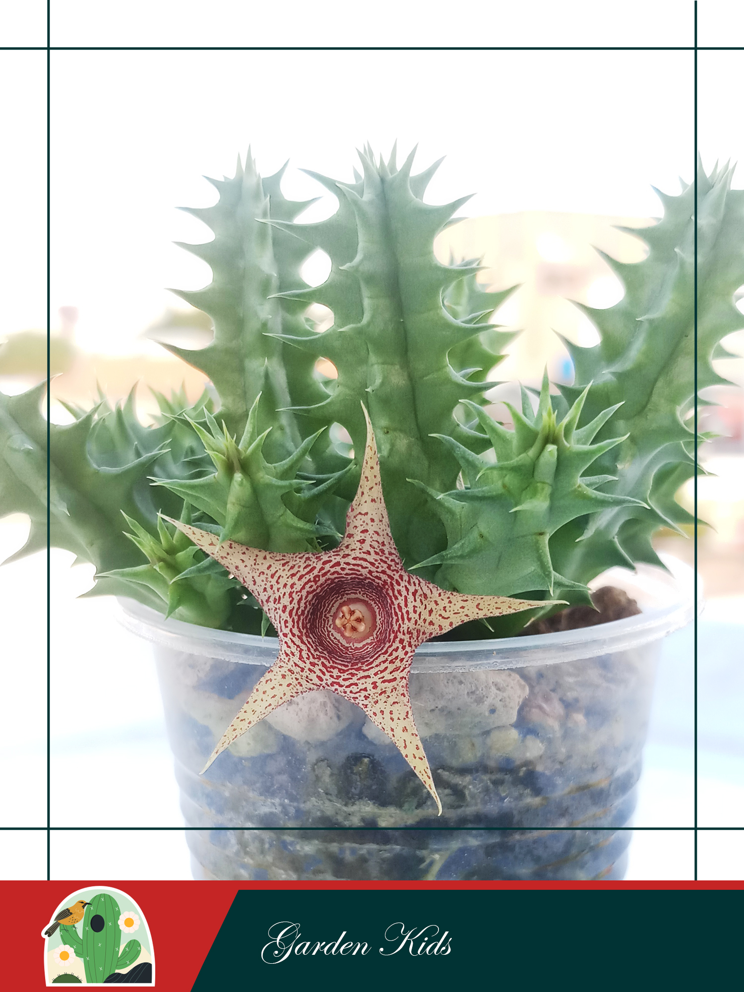 Xương rồng sao biển hoa đỏ (Huernia Korat Star)