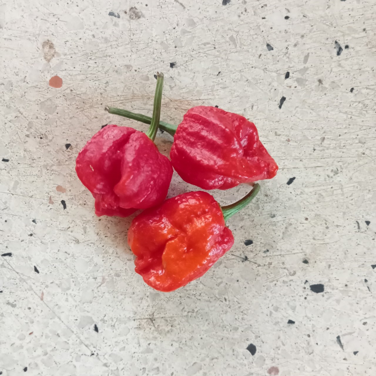 5 Hạt Ớt Trinidad Red