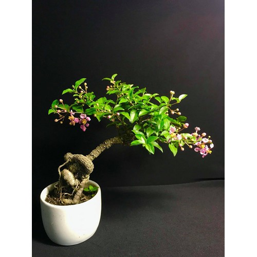 CHẬU CÂY Hồng ngọc mai bonsai , CHẬU CÂY LỚN ĐẸP, GIÁ RẺ -