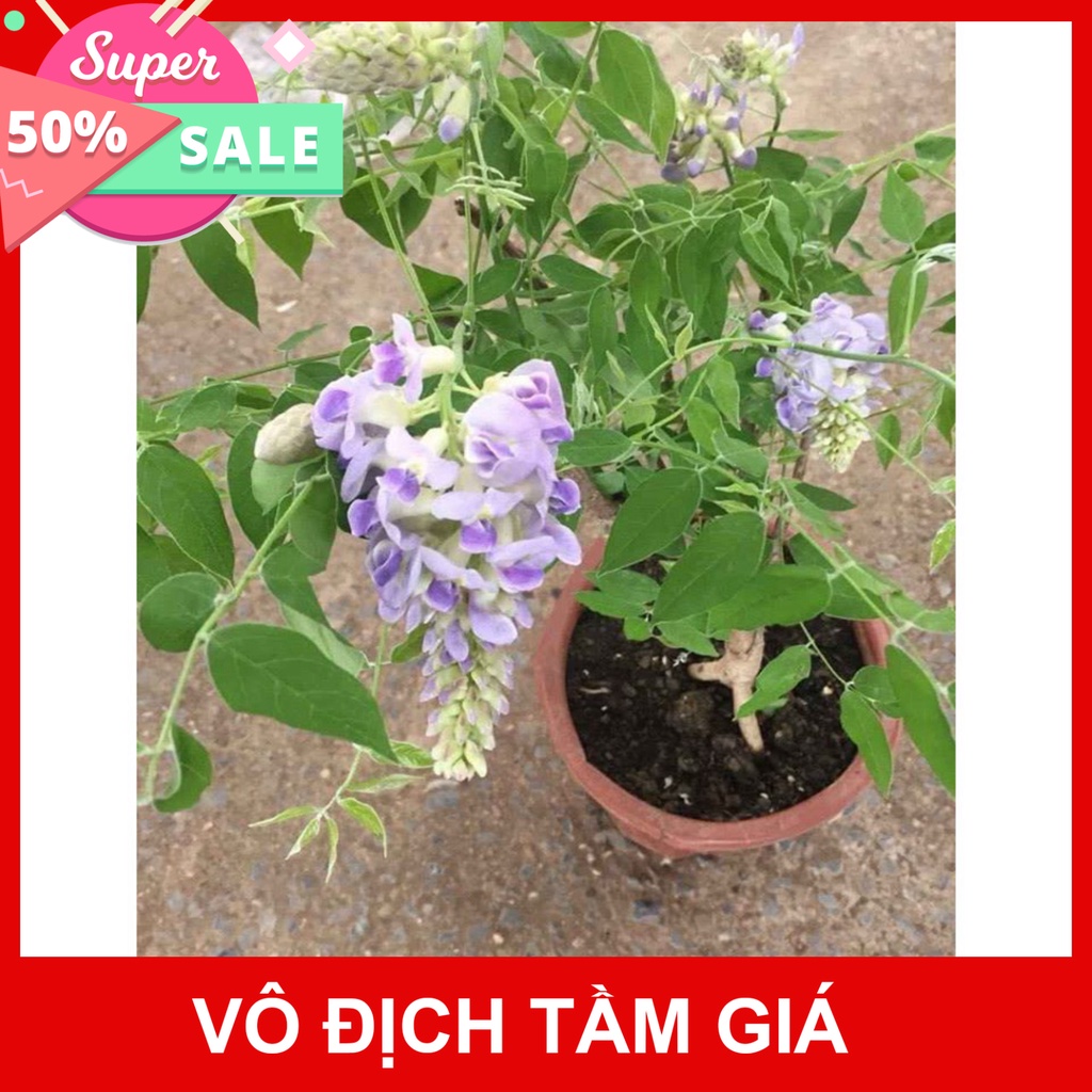Giống chuẩn cây giống hoa tử đằng