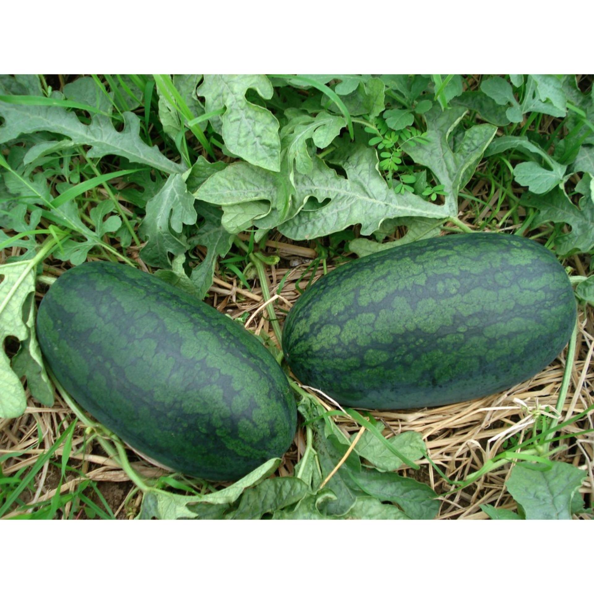 1g Hạt giống Dưa hấu (tặng Kích nẩy mầm, Hướng dẫn ươm)