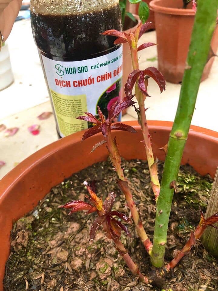 Dịch chuối chín đậm đặc dùng cho cây