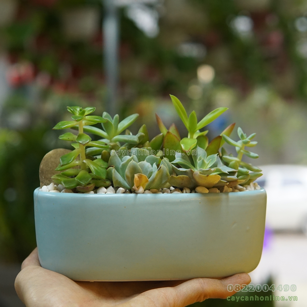 Chậu Ô Van - Chậu trồng cây để bàn tiểu cảnh sen đá xương rồng
