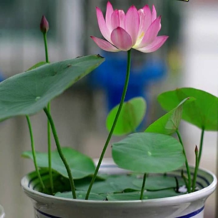 8 hạt giống sen nhật mini 8 màu