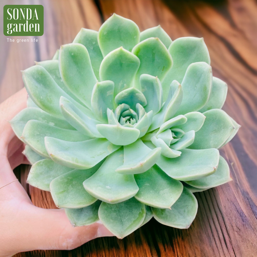 SEN ĐÁ LIÊN ĐÀI TRẮNG SIZE TRUNG BÌNH LỖI 1 ĐỔI 1