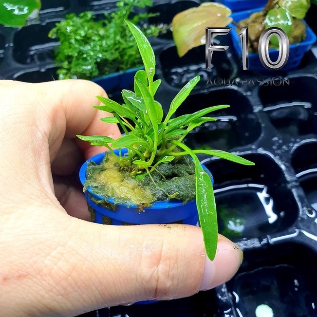 Cây Thủy Sinh Tiêu Thảo Mũi Tên Cây thủy sinh trang trí bể rất đẹp