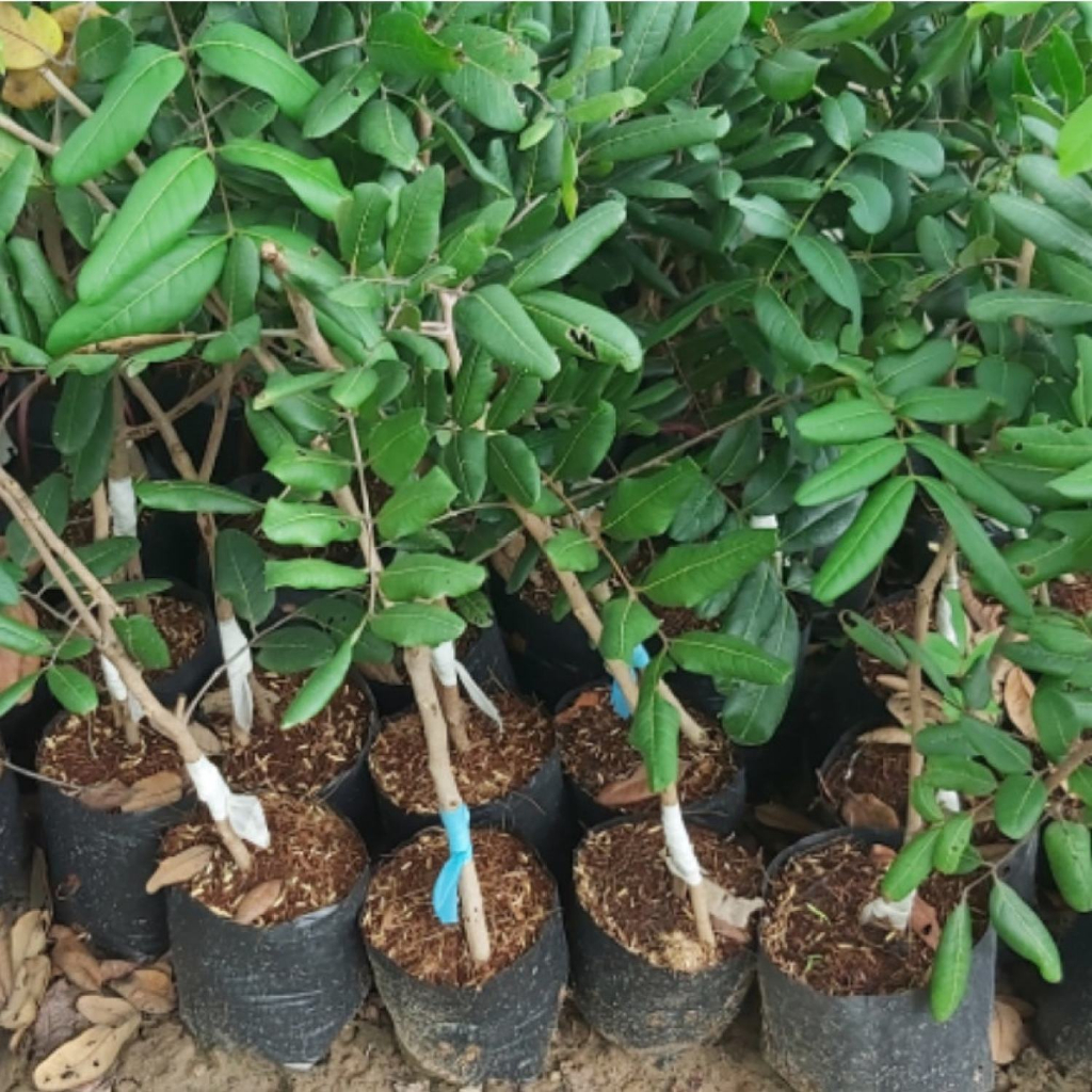 Cây Nhãn Xuồng Đang sẵn quả,dễ chăm sóc,cây khỏe
