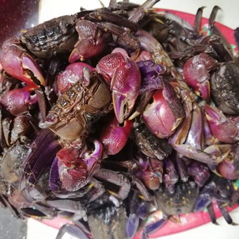 Ba khía muối loại vừa