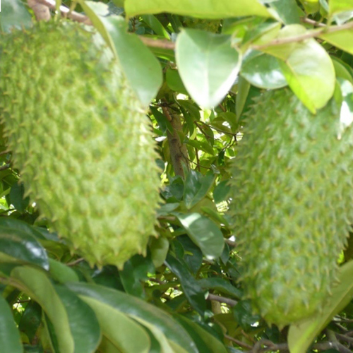 500gram hạt giống mãng cầu xiêm