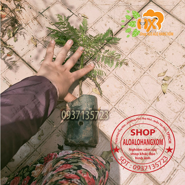 COMBO 5 CÂY PHƯỢNG TÍM CÂY GIỐNG