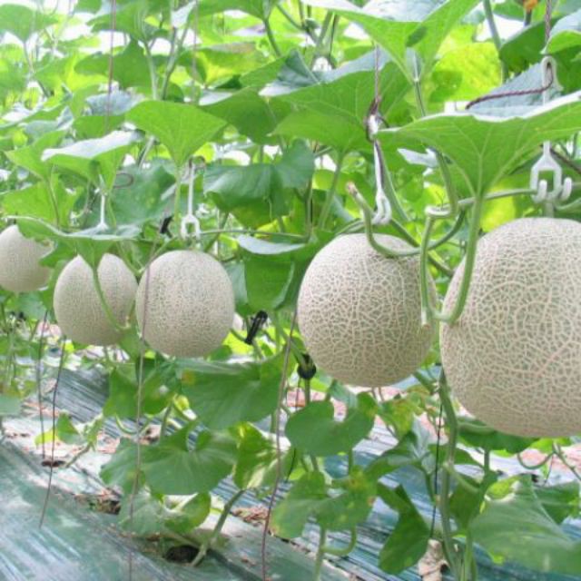 [HCM][gói 10 hạt] Hạt giống Dưa lưới F1