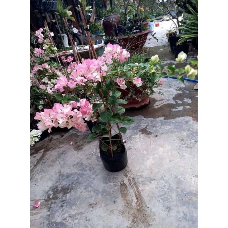 HOA GIẤY PHỚT HỒNG CÂY SẴN HOA ( cây gửi như ảnh)