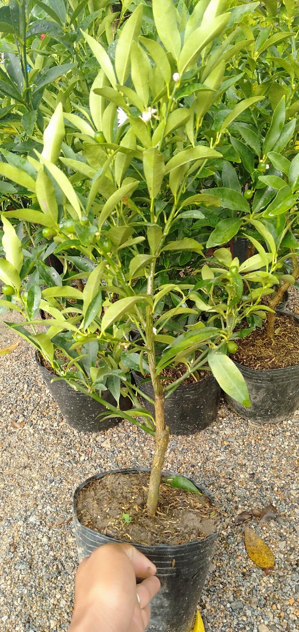 CÂY GIỐNG Cây tắc ngọt. (CÂY QUẤT NGỌT)