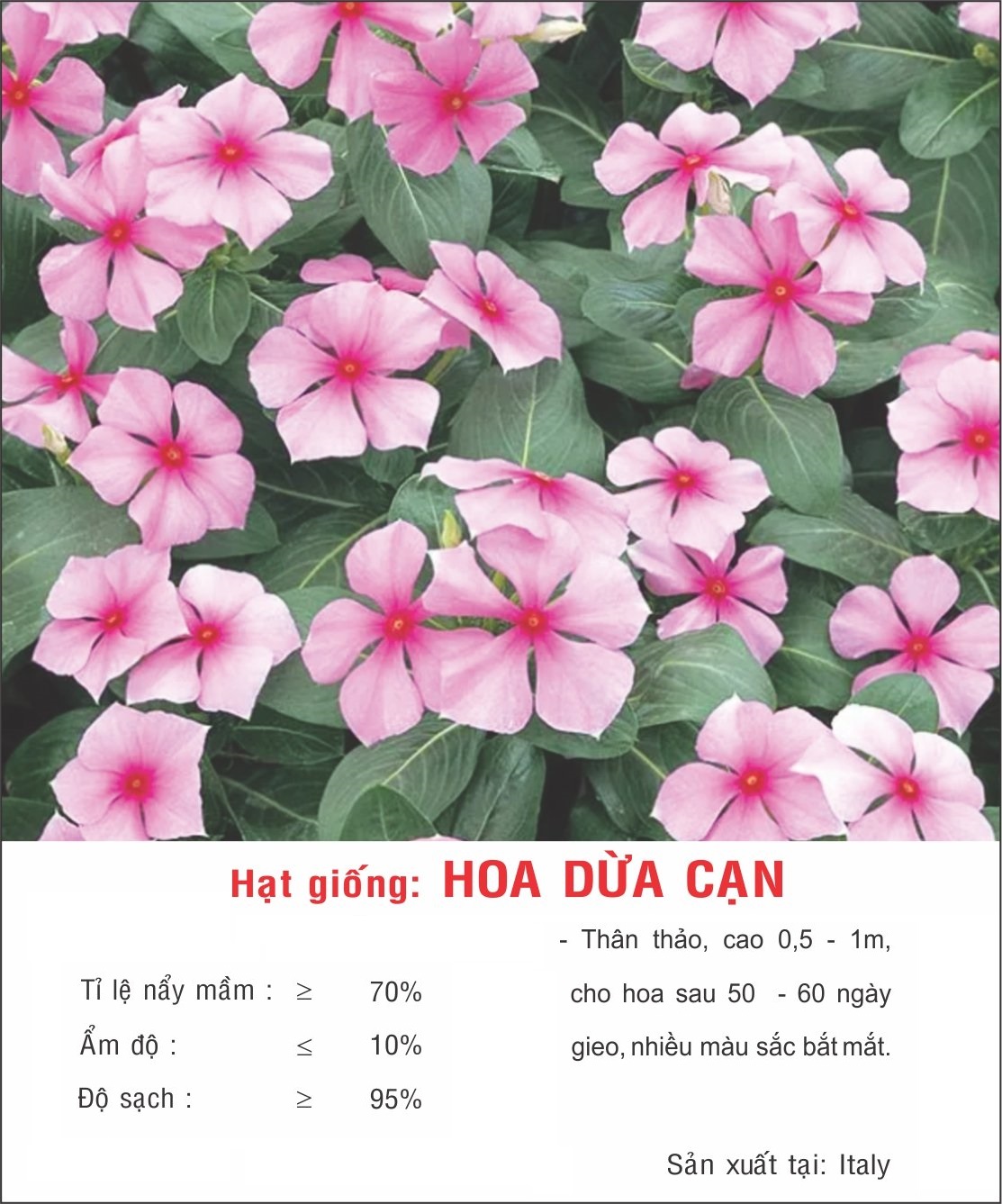 Hạt giống hoa Dừa Cạn Mix VTP123 | Vạn Tín Store