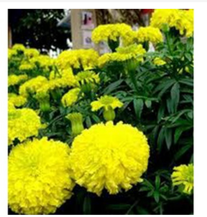 #Hạt_giống cúc vạn thọ vàng
