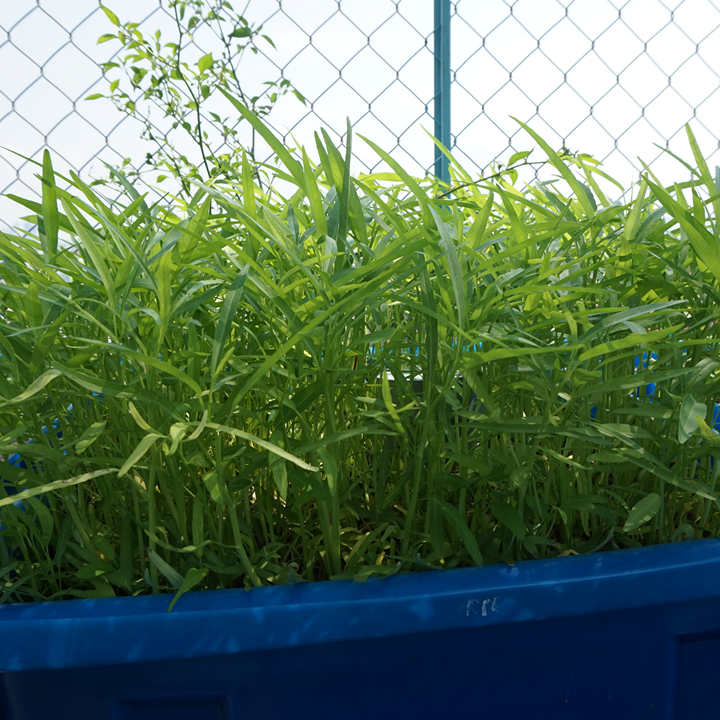 Hạt giống rau muốn gói 50gram