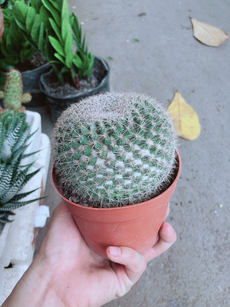 Xương Rồng Bánh Sinh Nhật Lớn