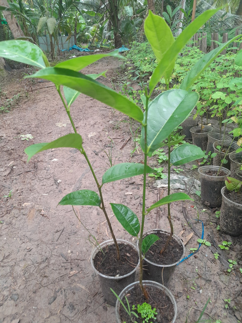 Cây Mít Thái giống, cây cao 25cm