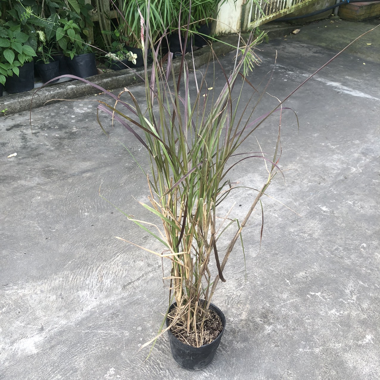 Chậu cây cỏ lau tím
