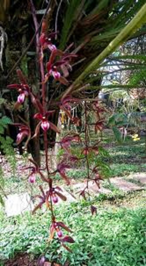 cây giống lan kiếm đỏ tay bắc, hoa thơm