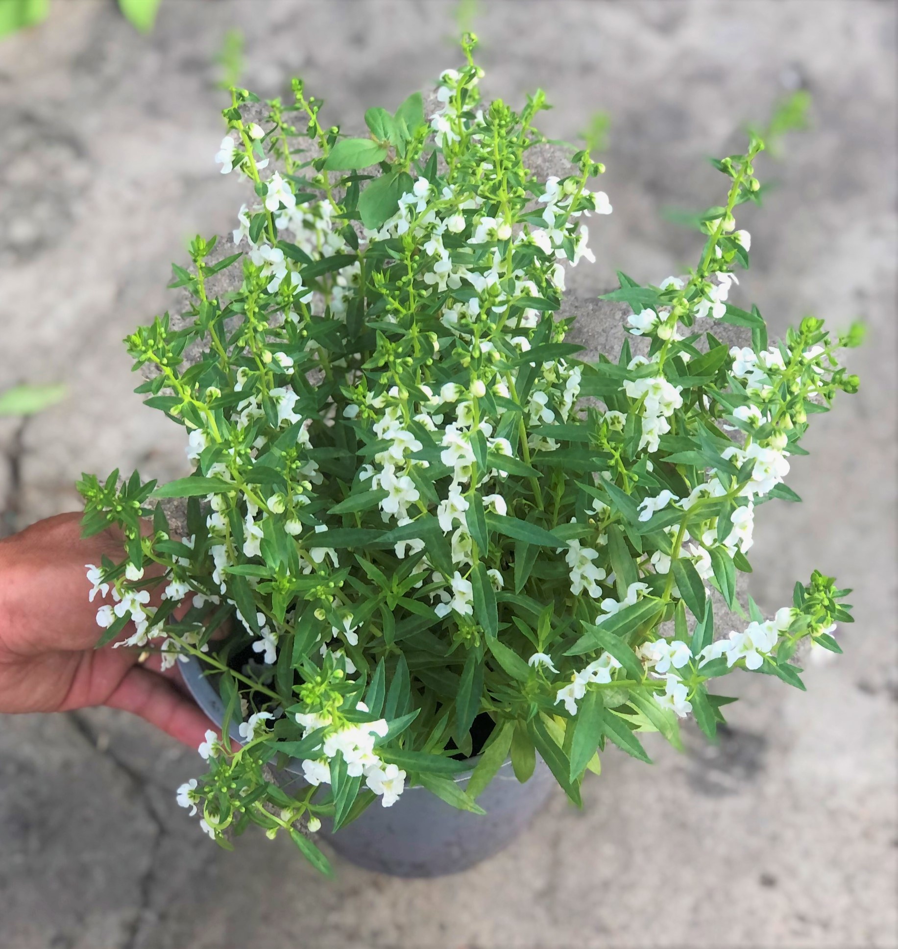 Cây Forget Me Not hoa màu trắng
