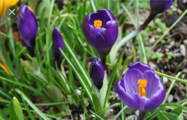 Hoa nghệ Tây saffron