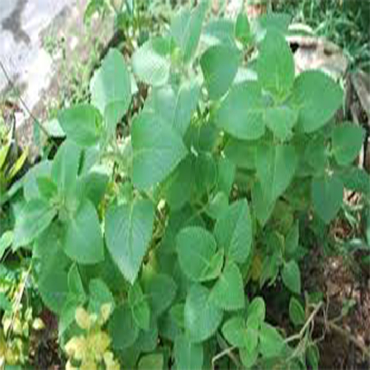 Gói 100 hạt giống húng chanh