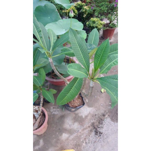 cây giống HOA SỨ ĐẠI TRẮNG ( hoa Chăm Pa)