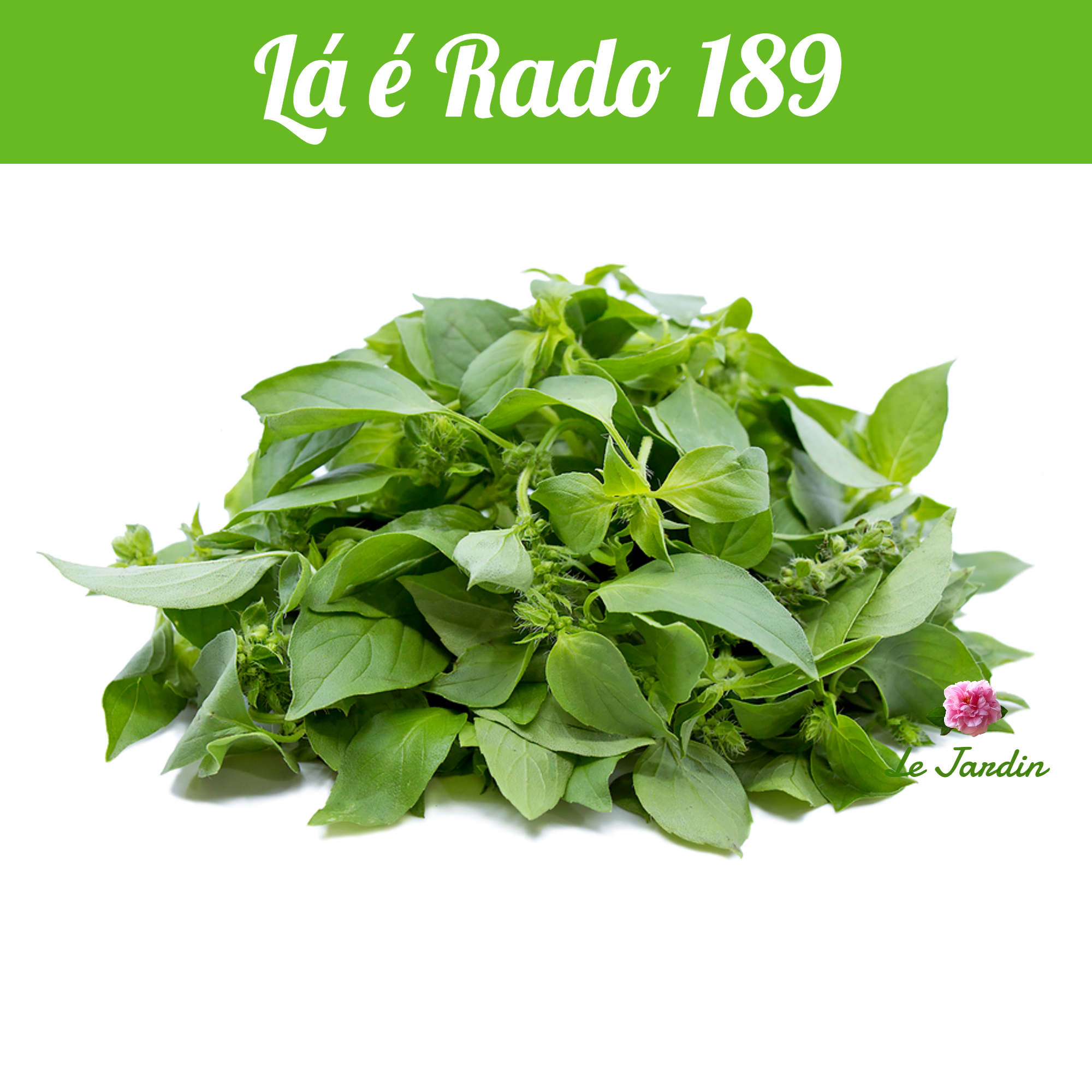 Lemon Basil Seeds 5gr package